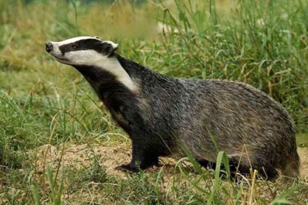 1tejon-nueva-especie-Laguna-Primera-Palos