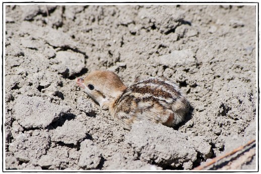 7262277914_416f4ac0c0_k (1)