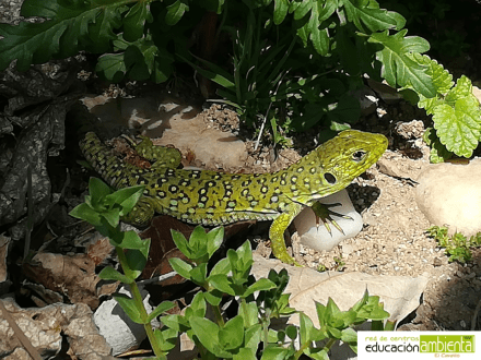 Lagarto_ocelado
