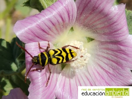 Neoplagionotus marcae