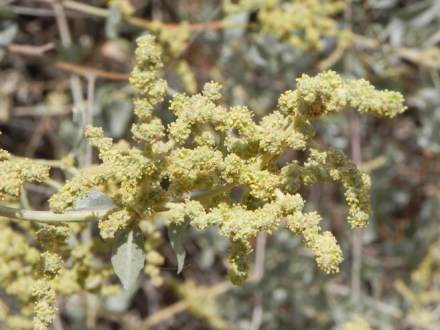 Atriplex halimus3