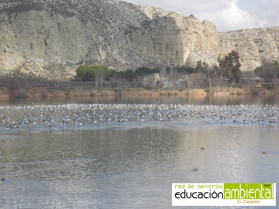 GAVIOTAS PARA BLOG (2)