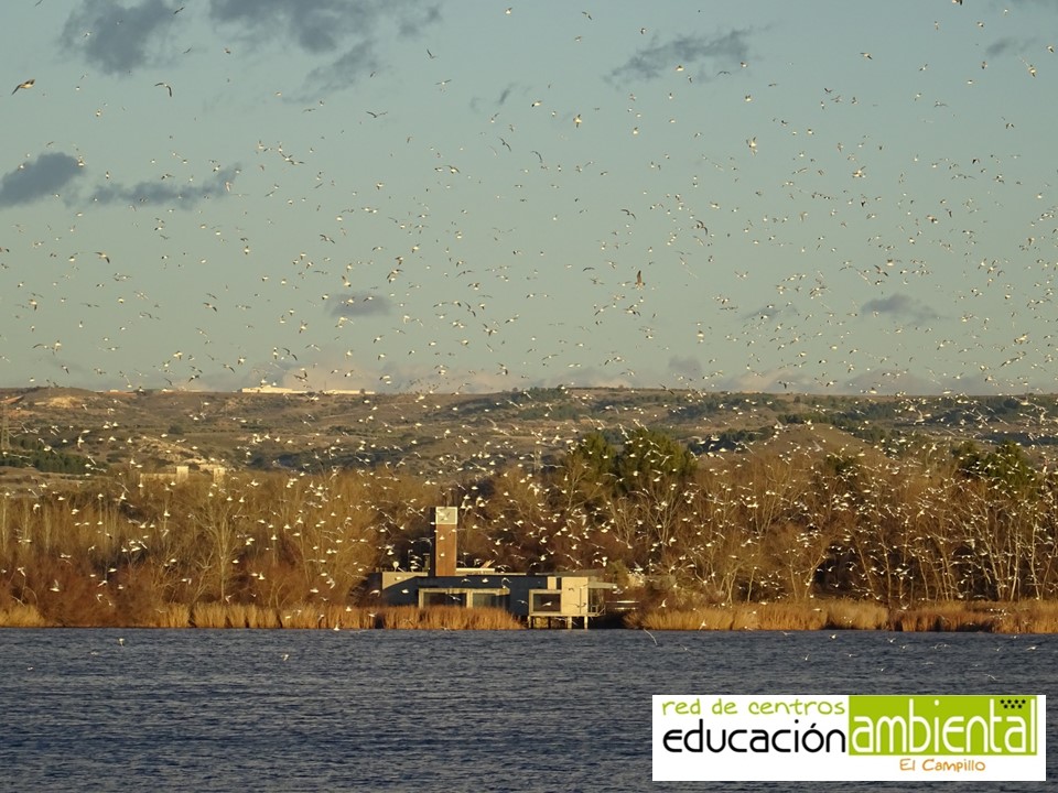 GAVIOTAS PARA BLOG (3)