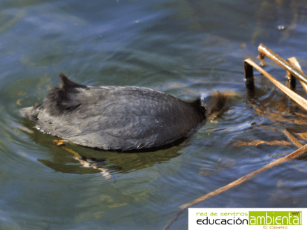 Focha.buscando.comida