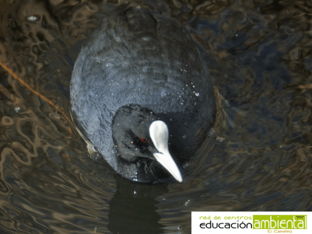 Focha.vista.desde.nuestro.centro