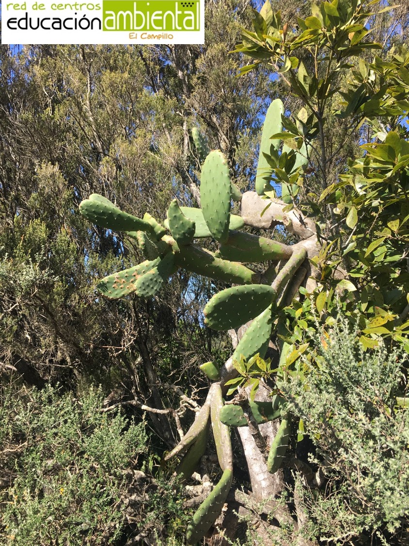 Parque Rural de Anaga (1)