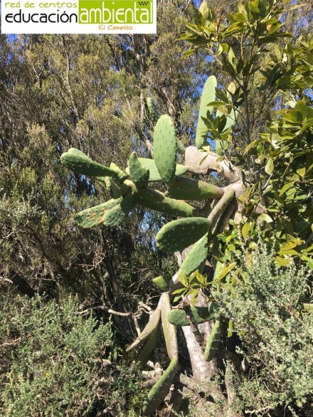 Parque Rural de Anaga (1)