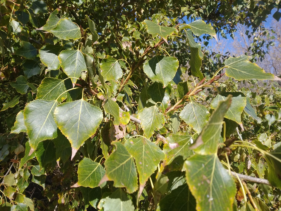 Árbol singular: Chopo de Don Sergio | EL CAMPILLO