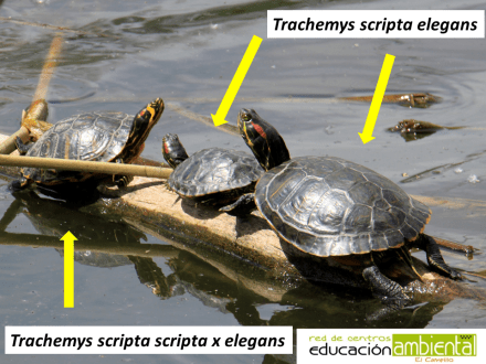 trachemys.scripta.elegans